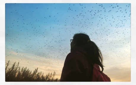 Starlings in Suffolk